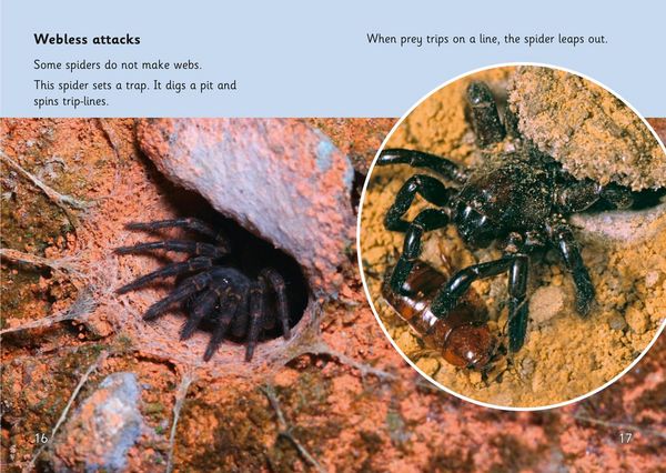 Produktbild: Spider Strike!