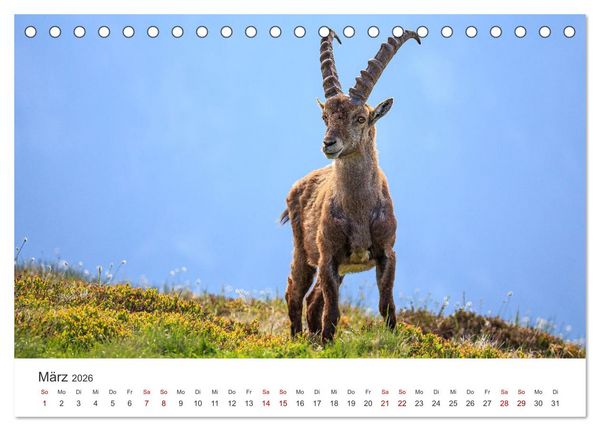 Produktbild: Steinbock - K&ouml;nig der Alpen (Tischkalender 2026 DIN A5 quer), CALVENDO Monatskalender