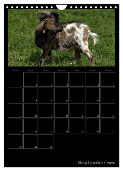 Produktbild: Zwergziegen (Wandkalender 2026 DIN A4 hoch), CALVENDO Monatskalender