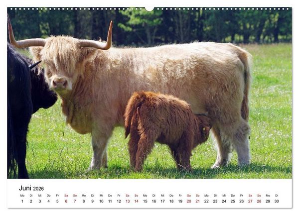 Produktbild: Von Cornwall nach Schottland (hochwertiger Premium Wandkalender 2026 DIN A2 quer), Kunstdruck in Hochglanz
