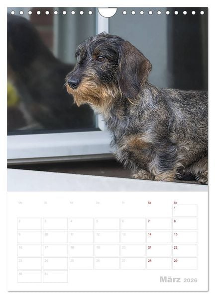 Produktbild: Der Dackel (M)ein treuer Weggef&auml;hrte (Wandkalender 2026 DIN A4 hoch), CALVENDO Monatskalender