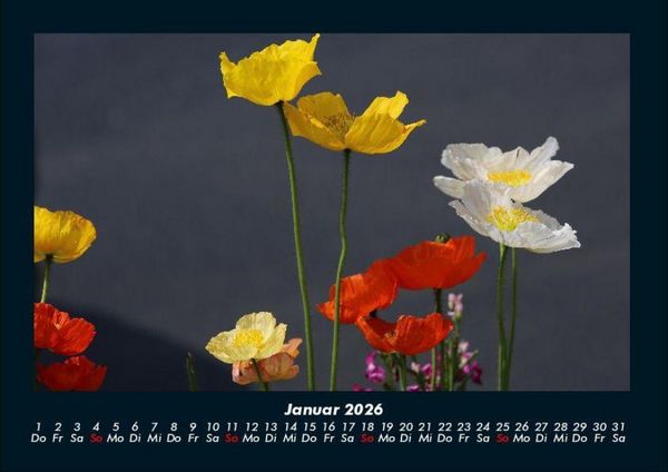 Produktbild: Blumentr&auml;ume 2026 Fotokalender DIN A4