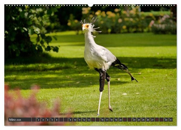 Produktbild: Weltvogelpark Walsrode - Die Vielfalt der Vogelarten (Wandkalender 2026 DIN A2 quer), CALVENDO Monatskalender