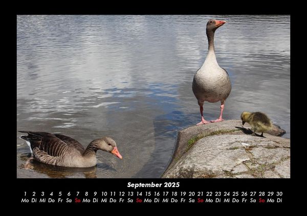 Produktbild: Enten 2025 Fotokalender DIN A3