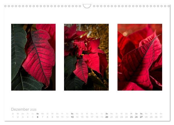 Produktbild: Blumen Trilogien (Wandkalender 2026 DIN A3 quer), CALVENDO Monatskalender
