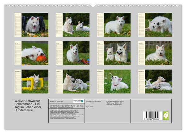 Produktbild: Wei&szlig;er Schweizer Sch&auml;ferhund - Ein Tag im Leben einer Hundefamilie (hochwertiger Premium Wandkalender 2026 DIN A2 quer), Kunstdruck in Hochglanz