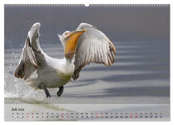Produktbild: Krauskopfpelikane (Wandkalender 2026 DIN A2 quer), CALVENDO Monatskalender