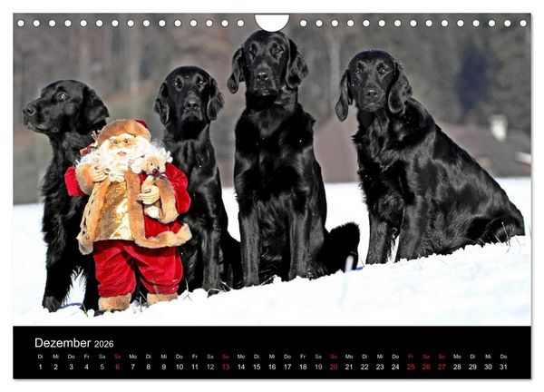 Produktbild: Flatcoated Retriever (Wandkalender 2026 DIN A4 quer), CALVENDO Monatskalender