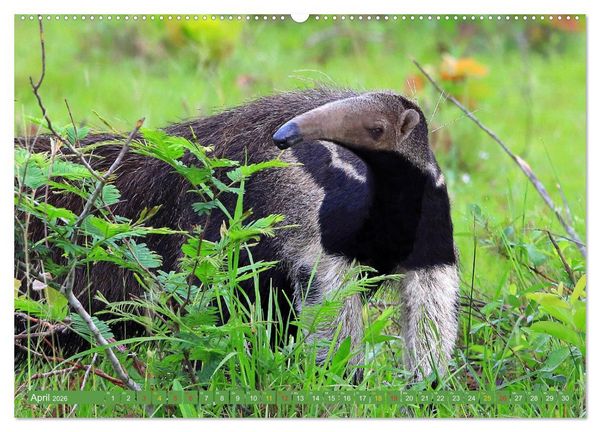 Produktbild: Tierparadies Pantanal (hochwertiger Premium Wandkalender 2026 DIN A2 quer), Kunstdruck in Hochglanz