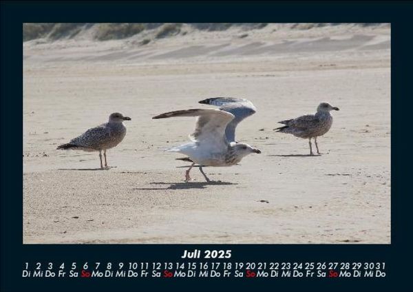 Produktbild: M&ouml;wen 2025 Fotokalender DIN A5