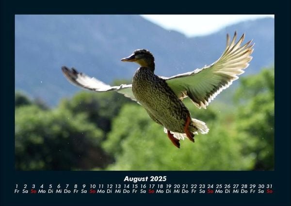 Produktbild: Welt der V&ouml;gel 2025 Fotokalender DIN A4