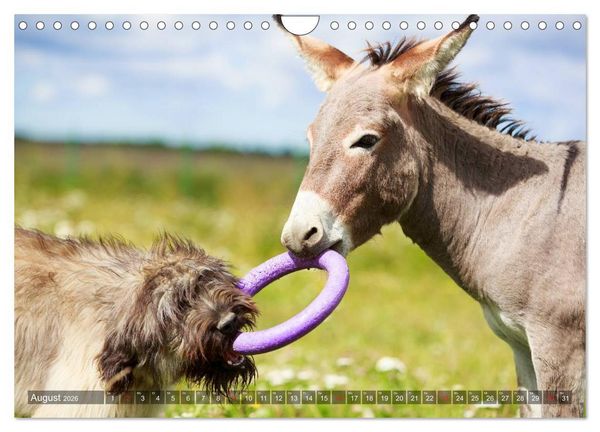 Produktbild: Kleiner Esel. Boldewyn und seine Freunde (Wandkalender 2026 DIN A4 quer), CALVENDO Monatskalender