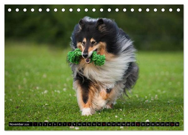 Produktbild: Collie - Mein bester Freund (Tischkalender 2026 DIN A5 quer), CALVENDO Monatskalender