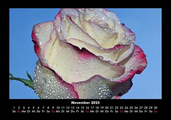 Produktbild: Rosentraum 2025 Fotokalender DIN A3
