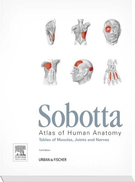 Produktbild: Paulsen, F: Sobotta Tables of Muscles, Joints and Nerves, En