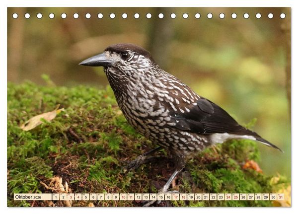 Produktbild: Heimische V&ouml;gel - Im Wald, im Garten und auf der Wiese (Tischkalender 2026 DIN A5 quer), CALVENDO Monatskalender