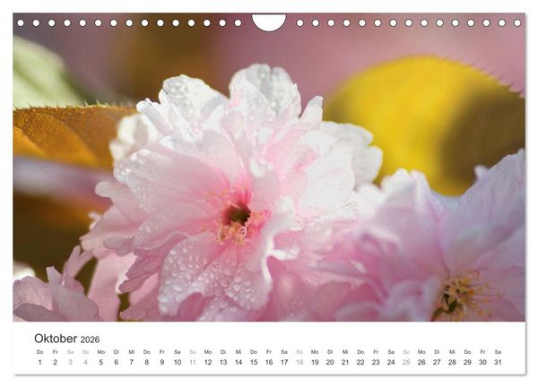 Produktbild: Kirschbl&uuml;tentraum (Wandkalender 2026 DIN A4 quer), CALVENDO Monatskalender