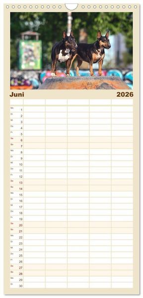 Produktbild: Familienplaner 2026 - Bullterrier - charmante Herzensbrecher mit 5 Spalten (Wandkalender, 21 x 45 cm) CALVENDO