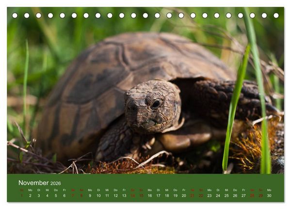 Produktbild: Landschildkr&ouml;ten (Tischkalender 2026 DIN A5 quer), CALVENDO Monatskalender