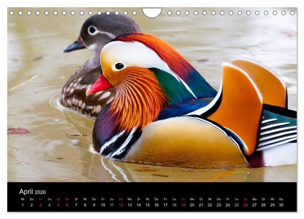 Produktbild: Mannheimer Waldpark (Wandkalender 2026 DIN A4 quer), CALVENDO Monatskalender