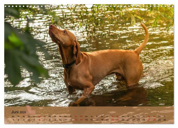 Produktbild: Magyar Vizsla - Ungarischer Vorstehhund (Wandkalender 2026 DIN A3 quer), CALVENDO Monatskalender