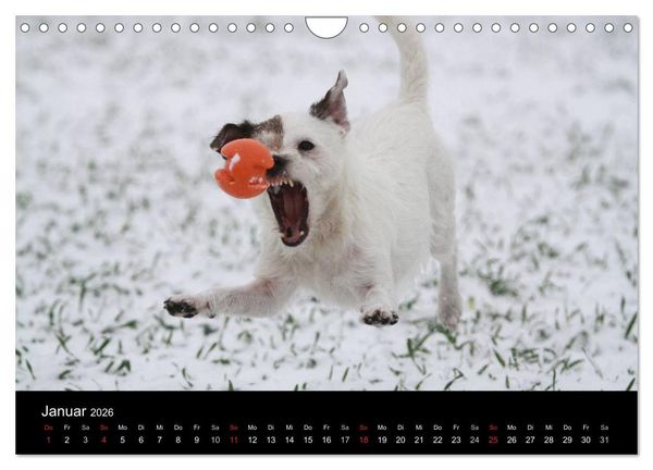 Produktbild: The Bravehearts und Freunde - Parson Russells (Wandkalender 2026 DIN A4 quer), CALVENDO Monatskalender