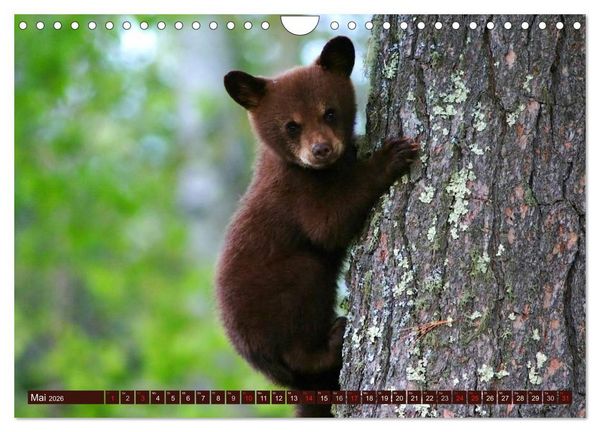 Produktbild: B&auml;ren (Wandkalender 2026 DIN A4 quer), CALVENDO Monatskalender