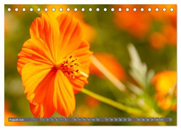 Produktbild: Blumenpracht der Welt (Tischkalender 2026 DIN A5 quer), CALVENDO Monatskalender