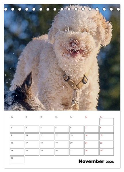 Produktbild: Lagotto Romagnolo - Lustige Zwerge (Tischkalender 2026 DIN A5 hoch), CALVENDO Monatskalender