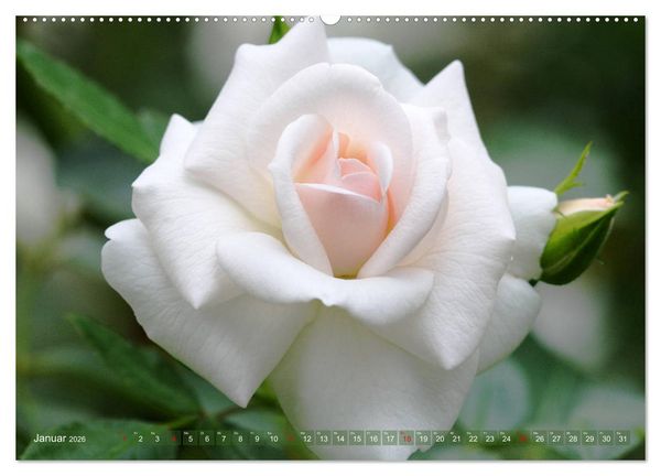 Produktbild: Romantische Rosentr&auml;ume (hochwertiger Premium Wandkalender 2026 DIN A2 quer), Kunstdruck in Hochglanz