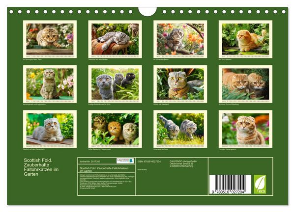 Produktbild: Scottish Fold. Zauberhafte Faltohrkatzen im Garten (Wandkalender 2026 DIN A4 quer), CALVENDO Monatskalender
