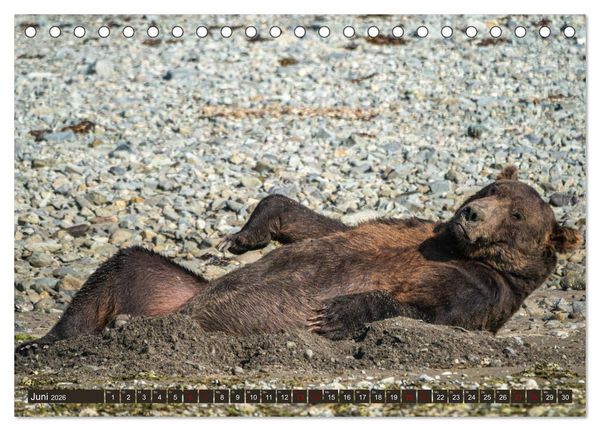 Produktbild: Grizzlyb&auml;ren im Katmai Nationalpark Alaska (Tischkalender 2026 DIN A5 quer), CALVENDO Monatskalender