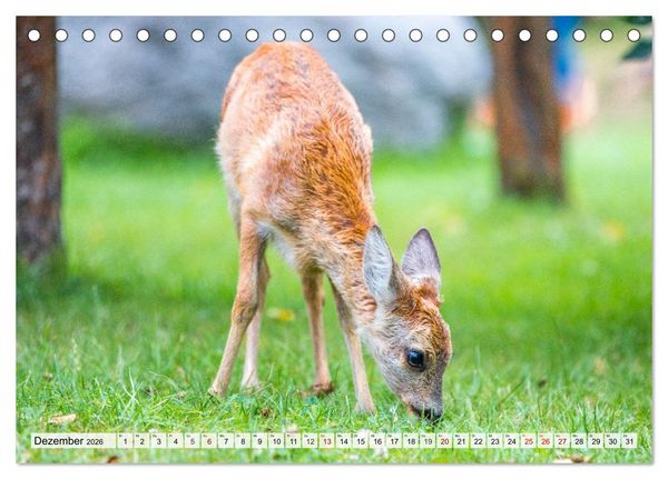 Produktbild: Rehe - Sanfte Waldbewohner (Tischkalender 2026 DIN A5 quer), CALVENDO Monatskalender