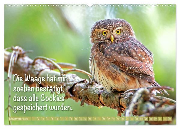 Produktbild: Die Eulen sind los: Edition lustige Tiere (Wandkalender 2026 DIN A2 quer), CALVENDO Monatskalender