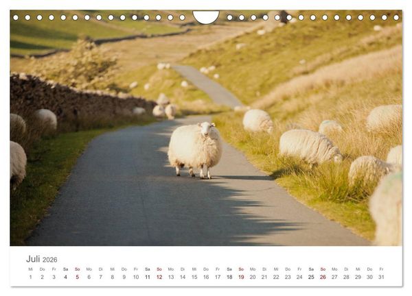 Produktbild: Schafe - Weich und wollig (Wandkalender 2026 DIN A4 quer), CALVENDO Monatskalender