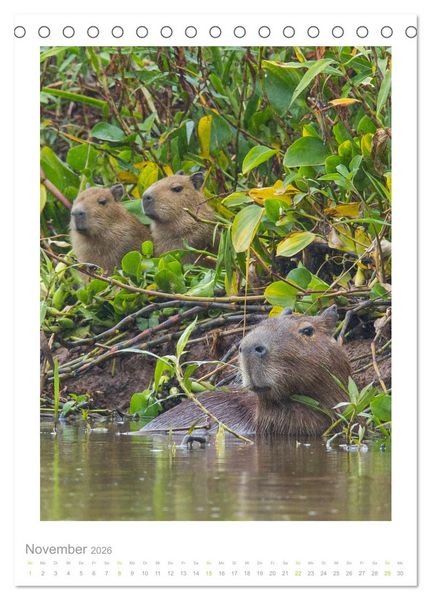 Produktbild: Pantanal &ndash; Einzigartiges Wildlife-Paradies (Tischkalender 2026 DIN A5 hoch), CALVENDO Monatskalender