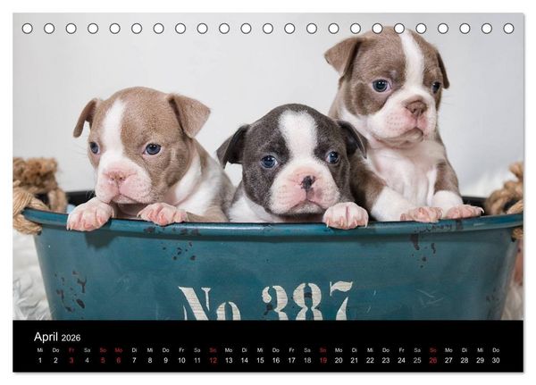 Produktbild: Colored Boston Terrier 2026 (Tischkalender 2026 DIN A5 quer), CALVENDO Monatskalender