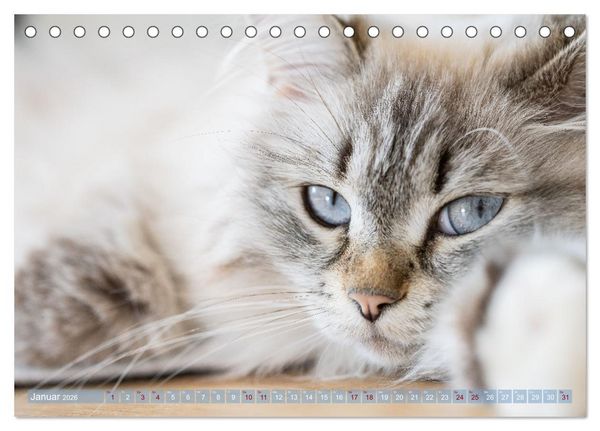 Produktbild: Maui und Molokai - Sibirische Katzenschwestern (Tischkalender 2026 DIN A5 quer), CALVENDO Monatskalender