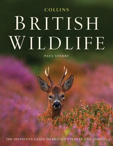 Produktbild: Sterry, P: Collins British Wildlife