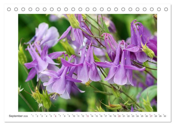 Produktbild: Akeleien im Garten (Tischkalender 2026 DIN A5 quer), CALVENDO Monatskalender