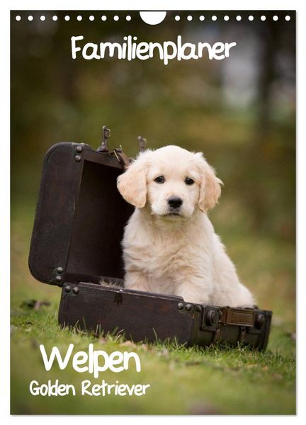 Produktbild: Familienplaner: Golden Retriever Welpen (Wandkalender 2026 DIN A4 hoch), CALVENDO Monatskalender