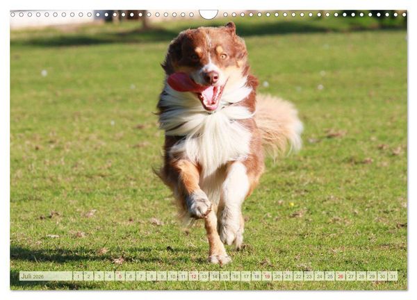 Produktbild: Australian Shepherd - H&uuml;tehunde mit Familienanschluss (Wandkalender 2026 DIN A3 quer), CALVENDO Monatskalender