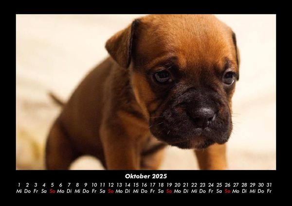 Produktbild: Hundezauber 2025 Fotokalender DIN A3