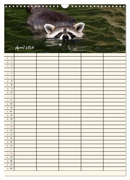Produktbild: Waschb&auml;ren Familienplaner (Wandkalender 2026 DIN A3 hoch), CALVENDO Monatskalender