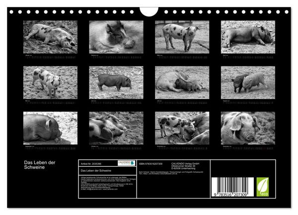 Produktbild: Das Leben der Schweine (Wandkalender 2026 DIN A4 quer), CALVENDO Monatskalender