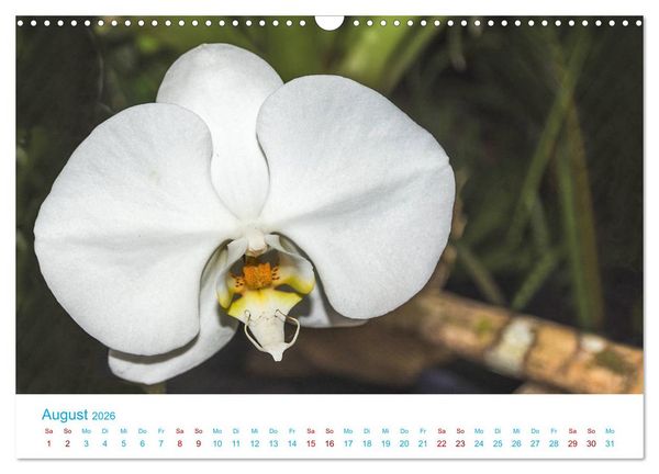 Produktbild: Die K&ouml;nigin der Blumenwelt, die Orchidee (Wandkalender 2026 DIN A3 quer), CALVENDO Monatskalender