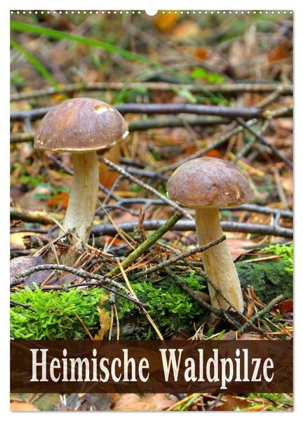 Produktbild: Heimische Waldpilze (Wandkalender 2026 DIN A2 hoch), CALVENDO Monatskalender