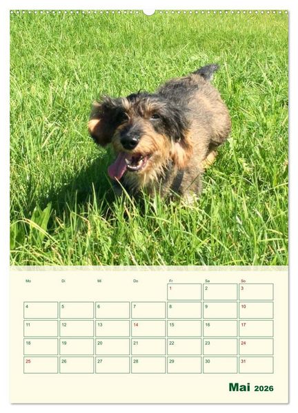 Produktbild: Schorschi &ndash; Ein Jahr mit dem bayrischen Rauhhaardackel (hochwertiger Premium Wandkalender 2026 DIN A2 hoch), Kunstdruck in Hochglanz