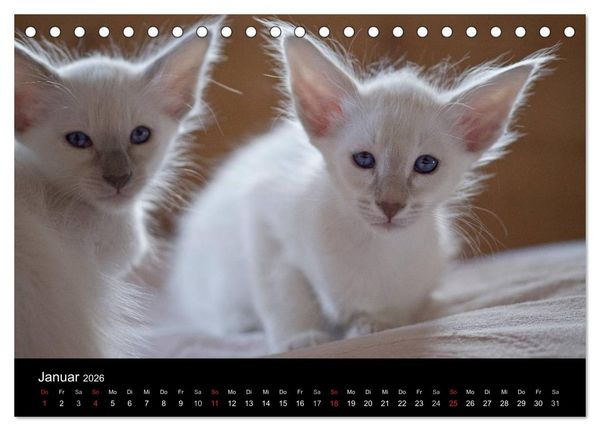 Produktbild: Orientalische Katzen (Tischkalender 2026 DIN A5 quer), CALVENDO Monatskalender
