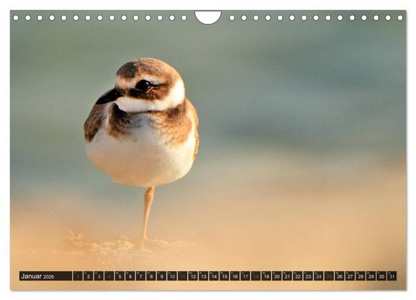 Produktbild: V&Ouml;GEL (Wandkalender 2026 DIN A4 quer), CALVENDO Monatskalender